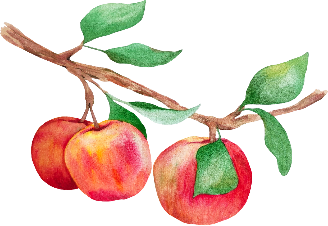 Watercolor Red Apples on Branch