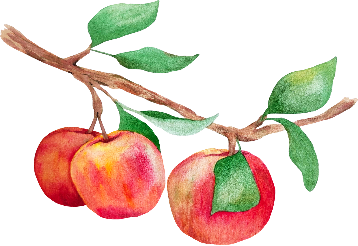 Watercolor Red Apples on Branch